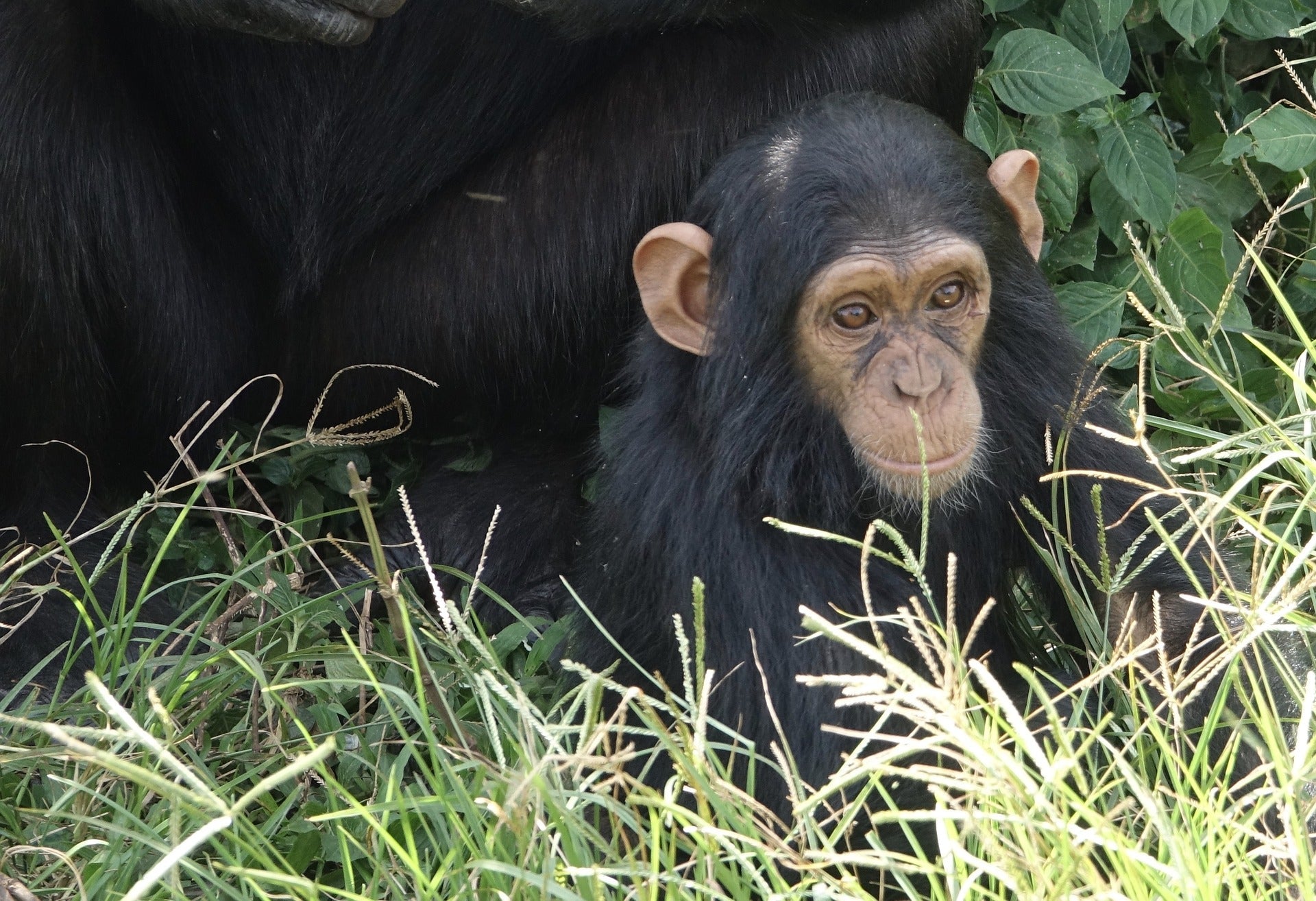 Chimpanzee - Primation