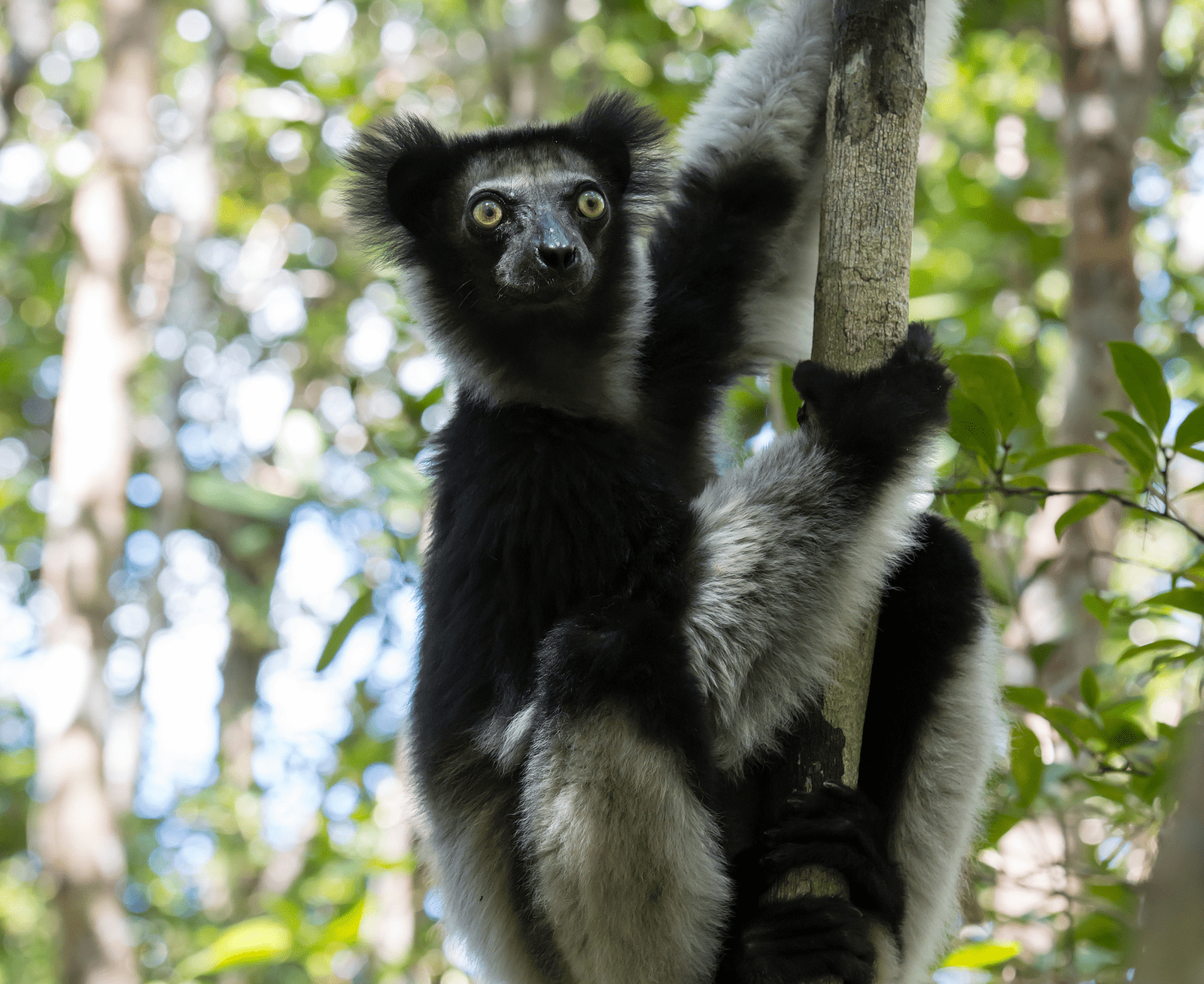 Indri Lemur - Primation