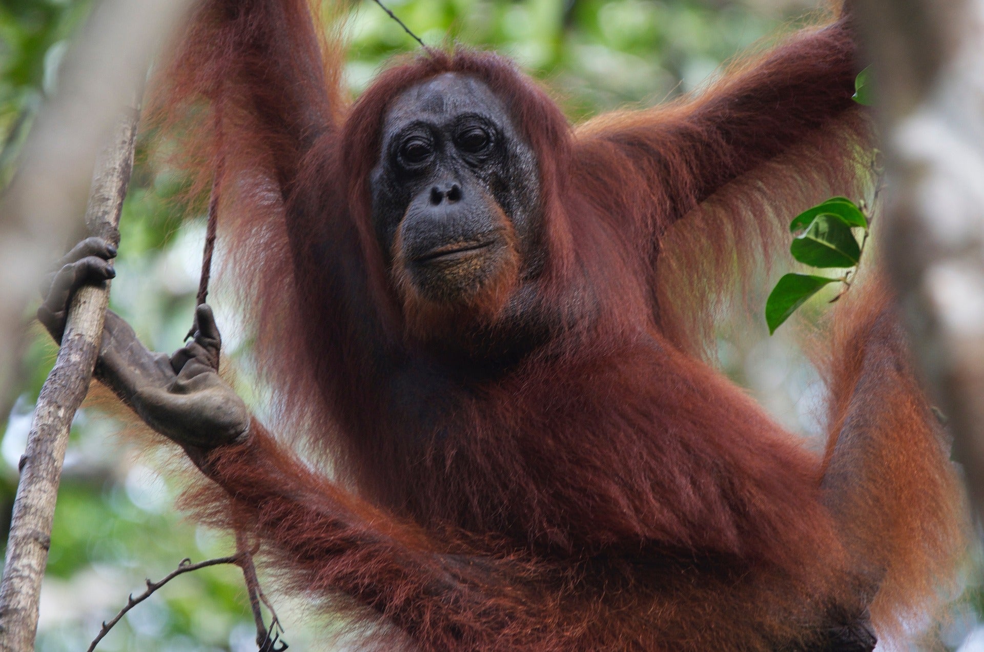 Orangutan - Primation